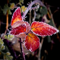 WPC: 'It's Not This Time of Year Without...Frost'